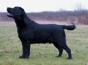 Litter "I" born 7.01.2008